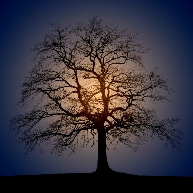 silhouette photo of trees during sun rise